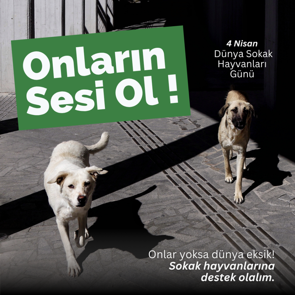 4 Nisan Sokak Hayvanları Günü: Can Dostlarımıza Sahip Çıkalım